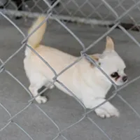 AKC Little, a male Chihuahua for sale in Mount Olive, NC – Photo 5 of 10