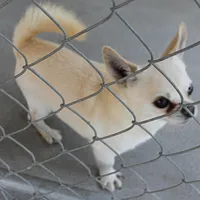 AKC Little, a male Chihuahua for sale in Mount Olive, NC – Photo 9 of 10