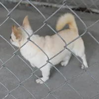 AKC Little, a male Chihuahua for sale in Mount Olive, NC – Photo 7 of 10