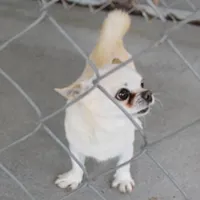 AKC Little, a male Chihuahua for sale in Mount Olive, NC – Photo 4 of 10