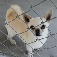 AKC Little, a male Chihuahua for sale in Mount Olive, NC – Photo 1 of 10