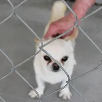 AKC Little, a male Chihuahua for sale in Mount Olive, NC – Photo 3 of 10