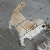 AKC Little, a male Chihuahua for sale in Mount Olive, NC – Photo 6 of 10