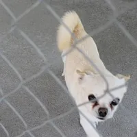 AKC Little, a male Chihuahua for sale in Mount Olive, NC – Photo 8 of 10