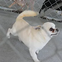 AKC Little, a male Chihuahua for sale in Mount Olive, NC – Photo 10 of 10