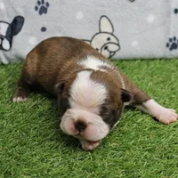 AKC Willow's Seal & White Male Puppy 5, a male Boston Terrier for sale in Mount Olive, NC – 8 of 10