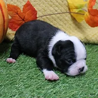 AKC Annie's Black & White Female Puppy 3, a  Boston Terrier for sale in Mount Olive, NC – 5 of 10