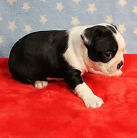 Myrtle's Black & White Male Puppy 1, a male Boston Terrier for sale in Mount Olive, NC – 5 of 10