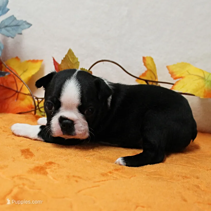 Annie's Black & White Female Puppy 4. – Boston Terrier puppy for sale in Mount Olive, NC
