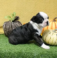 AKC Polly's Black & White Male Puppy 5, a male Boston Terrier for sale in Mount Olive, NC – 7 of 9