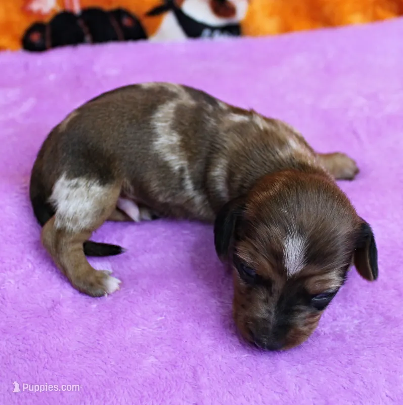 AKC Freckles Red Dapple Male Puppy 7 – Miniature Dachshund puppy on hold in Mount Olive, NC