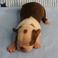 Zoe's Seal & White Male Puppy 4, a male Boston Terrier for sale in Mount Olive, NC – 5 of 10