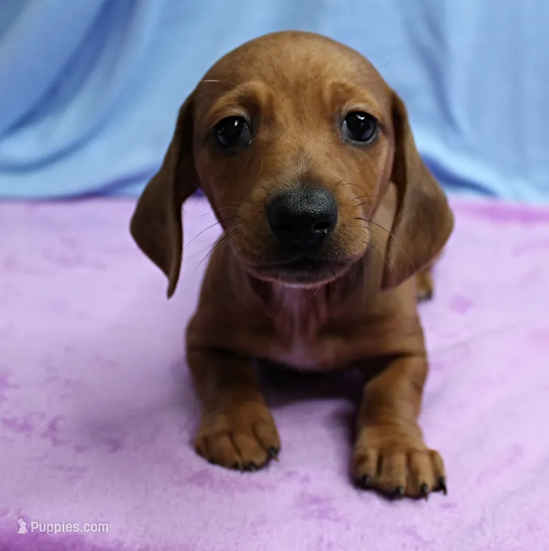 AKC Roxy's Red Shaded Dapple Male Puppy 1 – Miniature Dachshund puppy on hold in Mount Olive, NC