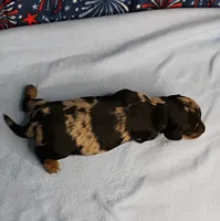 AKC Sallie's Black & Silver Dapple, Long Coat Male Puppy 4, a male Miniature Dachshund for sale in Mount Olive, NC – 10 of 10