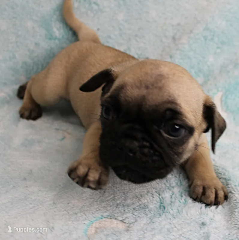 AKC Candy's Fawn Male Puppy 3 – Pug puppy for sale in Mount Olive, NC