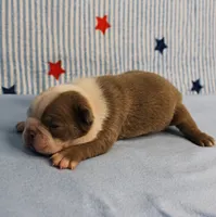 AKC Zoe's Seal & White Male Puppy 2, a male Boston Terrier for sale in Mount Olive, NC – 6 of 10