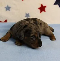 AKC Sallie's Black & Silver Dapple, Long Coat Male Puppy 3, a male Miniature Dachshund for sale in Mount Olive, NC – 2 of 10
