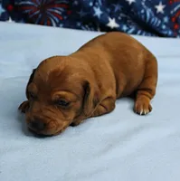 AKC Roxy's Red Shaded Dapple Male Puppy 1, a male Miniature Dachshund for sale in Mount Olive, NC – 8 of 10