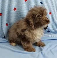 Twinkle's Chocolate Merle Male Puppy 4, a male Cockapoo for sale in Mount Olive, NC – 10 of 10