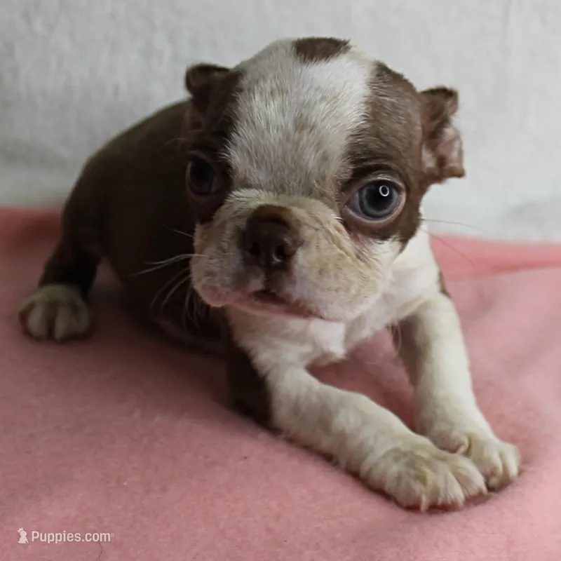 Zoey's Seal & White Male Puppy 4 – Boston Terrier puppy for sale in Mount Olive, NC