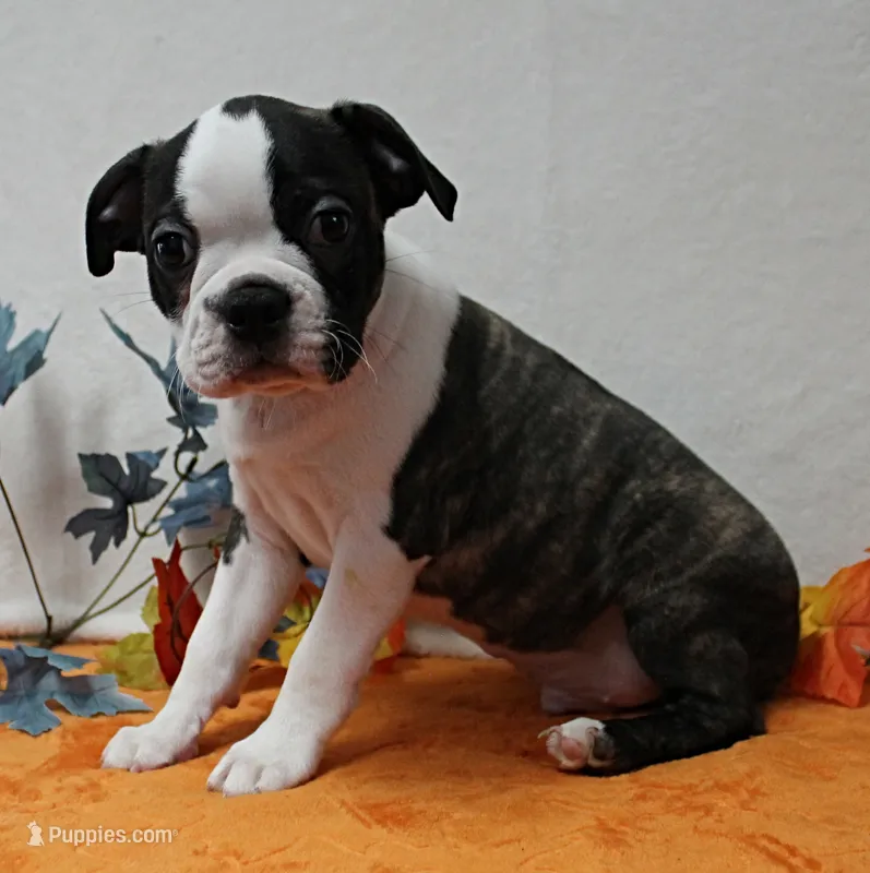 AKC Puddin's Black & White Brindle Male 2 – Boston Terrier puppy for sale in Mount Olive, NC