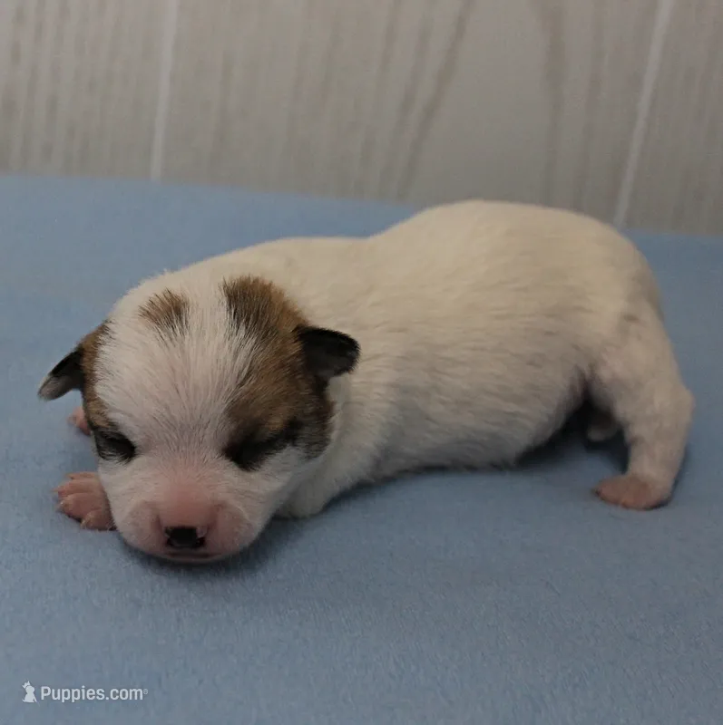  Chelsea's Fawn & White Male Puppy 4 – Chihuahua puppy for sale in Mount Olive, NC