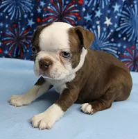 AKC Zoey's Chocolate & White Male Puppy 3, a male Boston Terrier for sale in Mount Olive, NC – 6 of 10