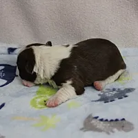 AKC Puddin's Chocolate & White Male Puppy 4, a male Boston Terrier for sale in Mount Olive, NC – 5 of 10