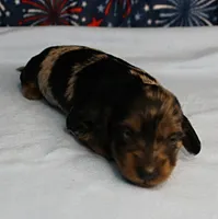 AKC Sallie's Black & Silver Dapple, Long Coat Male Puppy 4, a male Miniature Dachshund for sale in Mount Olive, NC – 4 of 10