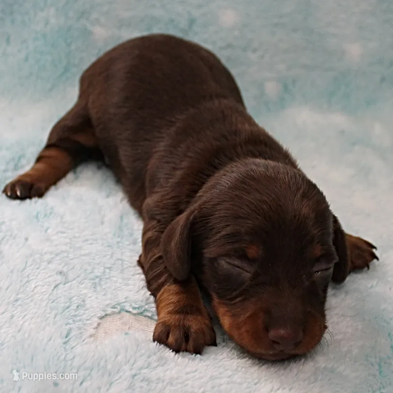 AKC Robin's Chocolate Female Puppy 2 – Miniature Dachshund puppy for sale in Mount Olive, NC