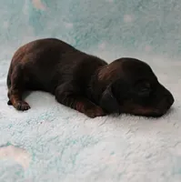 AKC Freckles Red with Black Tips Male Puppy 8, a male Miniature Dachshund for sale in Mount Olive, NC – 9 of 10