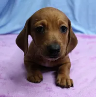 AKC Roxy's Red Shaded Dapple Male Puppy 1, a male Miniature Dachshund for sale in Mount Olive, NC – 5 of 9