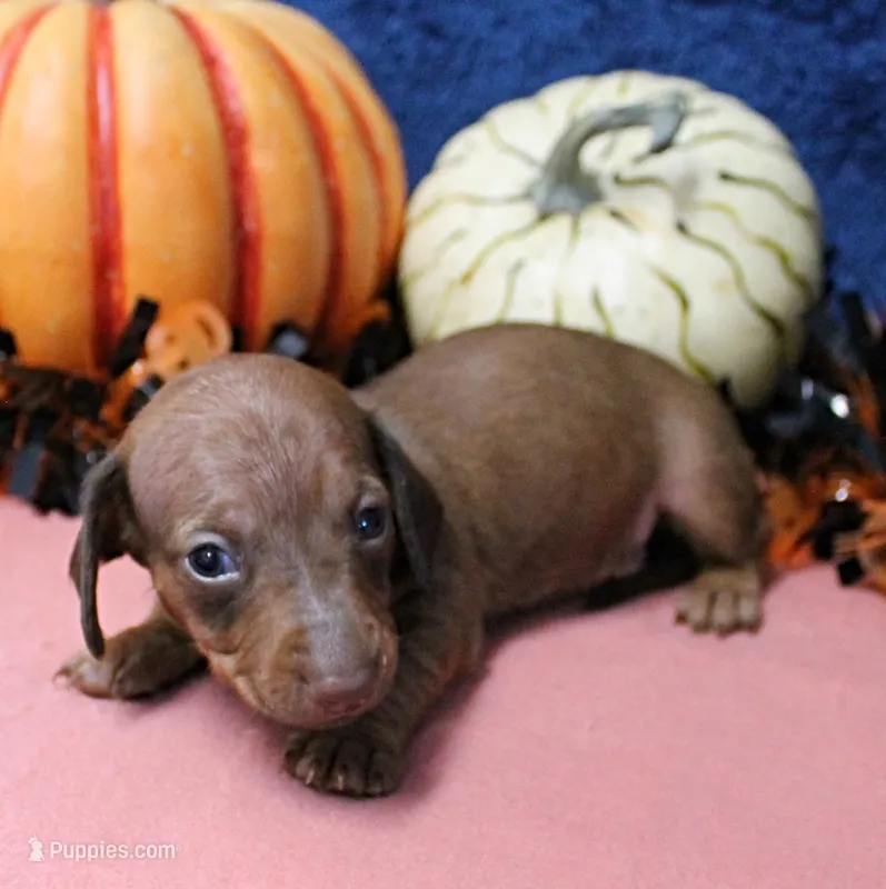 AKC Freckles Red Female Puppy 1 – Miniature Dachshund puppy for sale in Mount Olive, NC