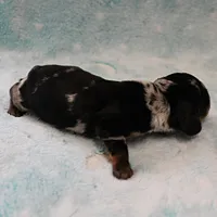 AKC Freckles Black & Tan Dapple Female Puppy 4, a female Miniature Dachshund for sale in Mount Olive, NC – 4 of 10