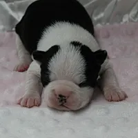 AKC Polly's Black & White Female Puppy 1, a female Boston Terrier for sale in Mount Olive, NC – 3 of 10