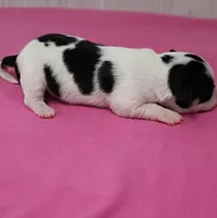 Chelsea's Black, White & Tan Party Female Puppy 1, a female Chihuahua for sale in Mount Olive, NC – 8 of 9