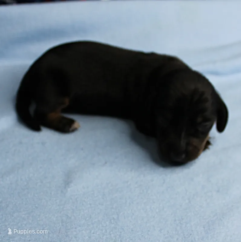 AKC Taylor's Black & Tan Male Puppy 5 – Miniature Dachshund puppy for sale in Mount Olive, NC