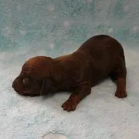 AKC Freckles Red Female Puppy 1, a female Miniature Dachshund for sale in Mount Olive, NC – 8 of 8