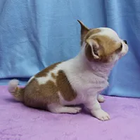 Angel's Fawn Sable on White/Party Male Puppy 1, a male Chihuahua for sale in Mount Olive, NC – 2 of 10