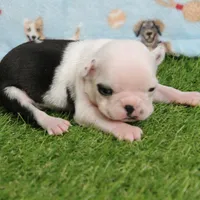 AKC Polly's White Face Female Puppy 3, a female Boston Terrier for sale in Mount Olive, NC – 1 of 10