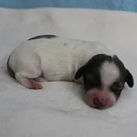 AKC Harleys Silver on White Piebald Male Puppy 3, a male Miniature Dachshund for sale in Mount Olive, NC – 10 of 10