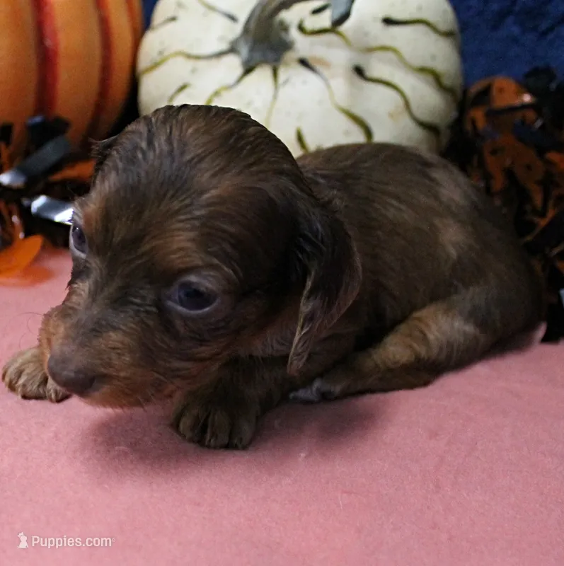 AKC Freckles Red & White Piebald Female Puppy 3 – Miniature Dachshund puppy for sale in Mount Olive, NC