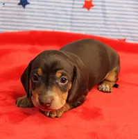AKC Heidi's Chocolate & Tan Female Puppy 1, a female Miniature Dachshund for sale in Mount Olive, NC – 3 of 10