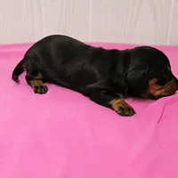 AKC Maggie's Black & Tan Female Puppy 1, a female Miniature Dachshund for sale in Mount Olive, NC – 8 of 10