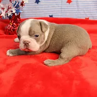 AKC Zoe's Blue & White Male Puppy 2, a male Boston Terrier for sale in Mount Olive, NC – 9 of 10