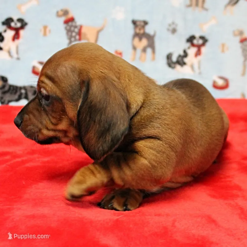 Harley's Red Female Puppy 2