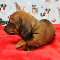 Harley's Red Female Puppy 2, a female Miniature Dachshund for sale in Mount Olive, NC – Photo 1 of 10