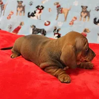 Harley's Red Female Puppy 2, a female Miniature Dachshund for sale in Mount Olive, NC – Photo 7 of 10