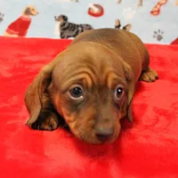 Harley's Red Female Puppy 2, a female Miniature Dachshund for sale in Mount Olive, NC – Photo 3 of 10