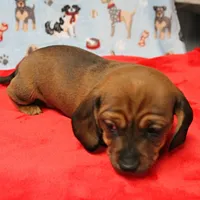Harley's Red Female Puppy 2, a female Miniature Dachshund for sale in Mount Olive, NC – Photo 8 of 10